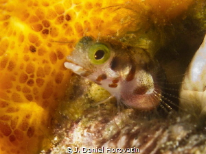 Secretary Blenny, with an eye out for a meal. by J. Daniel Horovatin 